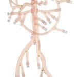 Abdominal Region Model with Tortuous Splenic