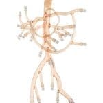 Abdominal Region Model with simple Splenic