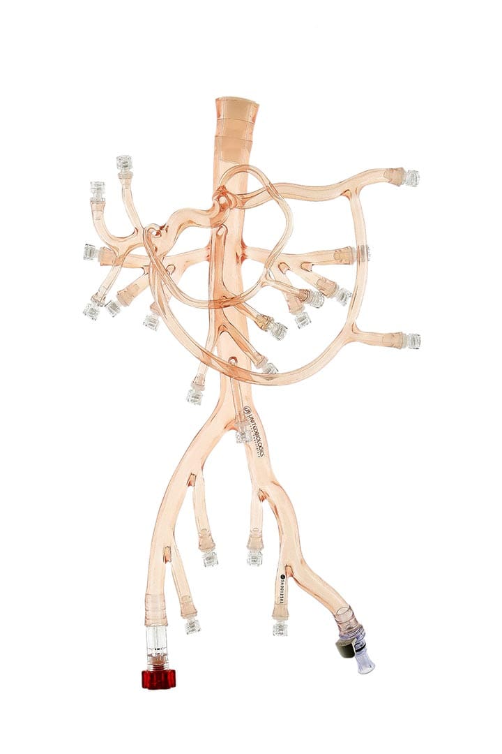 Abdominal Region Model with simple Splenic