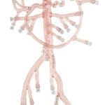 Abdominal Region Model, Tortuous Splenic